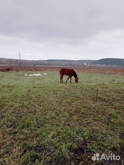 Продам жеребенка