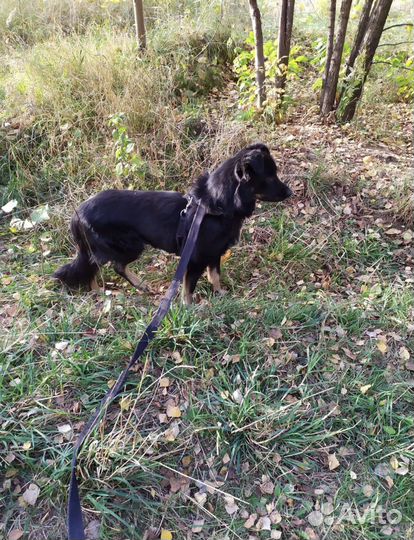 Собака из приюта ищет дом