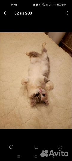 Кошка в дар