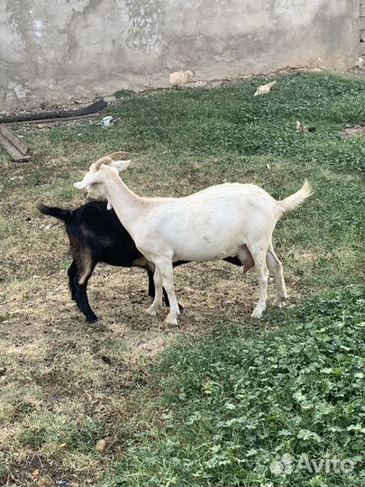 Козы дойные