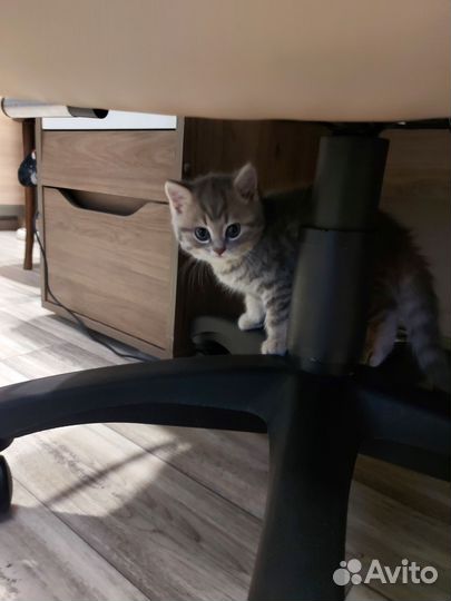 Котёнок шотладский