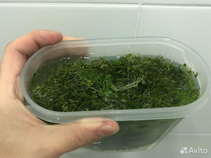 Аквариумное растение Монте Карло