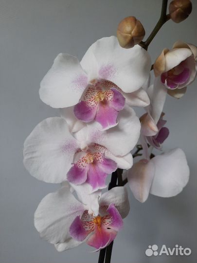 Орхидея биглип