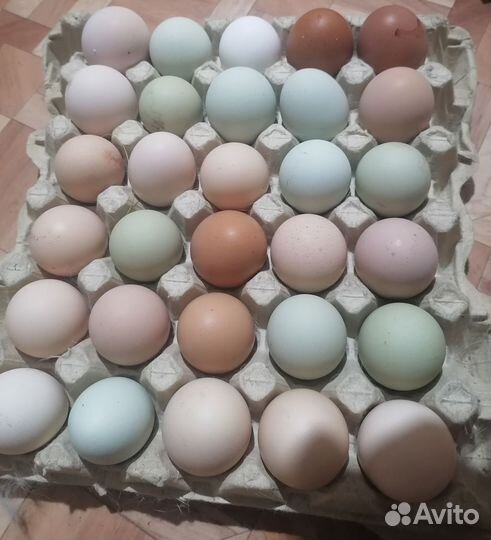Яйца куриные