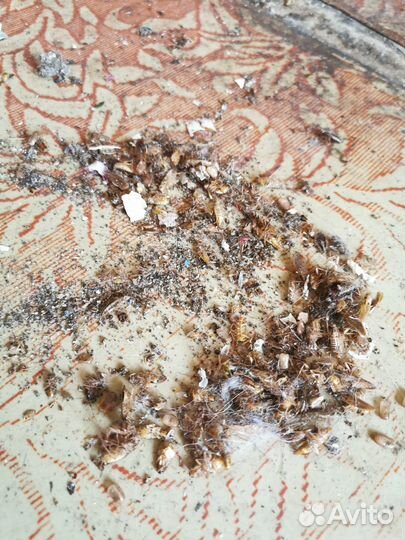 Уничтожение тараканов гелем