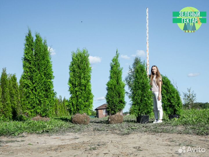 Туя колумна 1,4 м свежая копка 2023