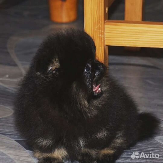 Девочка mini померанец черно- подпалый