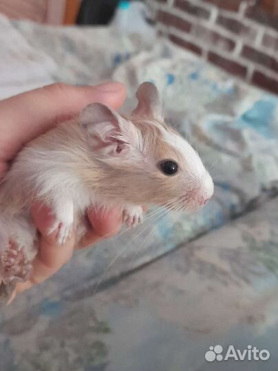 Дегу,6 девочки и мальчики