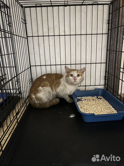 Спасите Рыжика от жизни в клетке