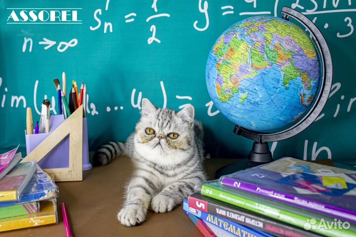 Котята экзоты