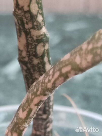 Эуфорбия платиклада