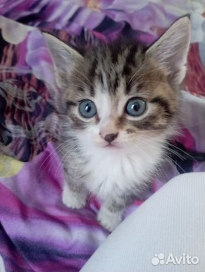 Кошка в дар бесплатно