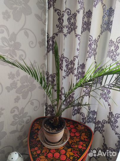 Цветы. Финиковая пальма или обмен на орхидею