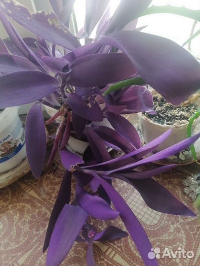 Сеткреазия пурпурная