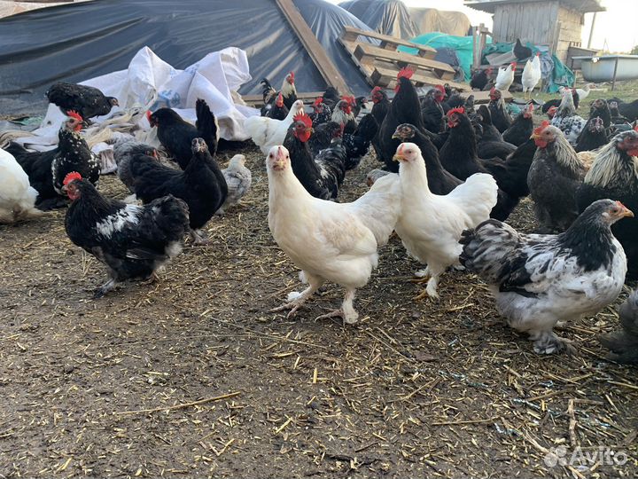 Курочки декоративные