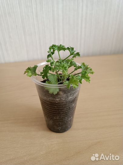 Продам пеларгонию, герань