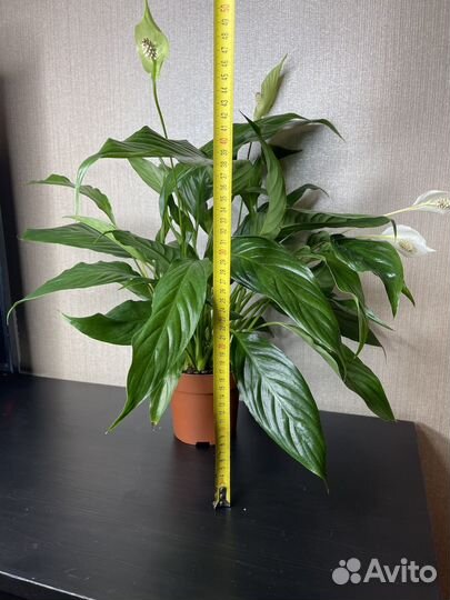 Спатифиллум женское счастье комнатные цветы
