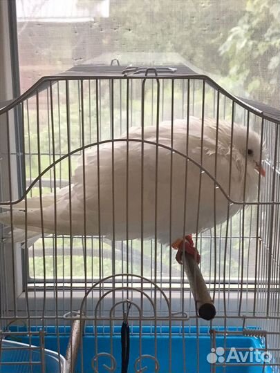 Голубь белый молодой