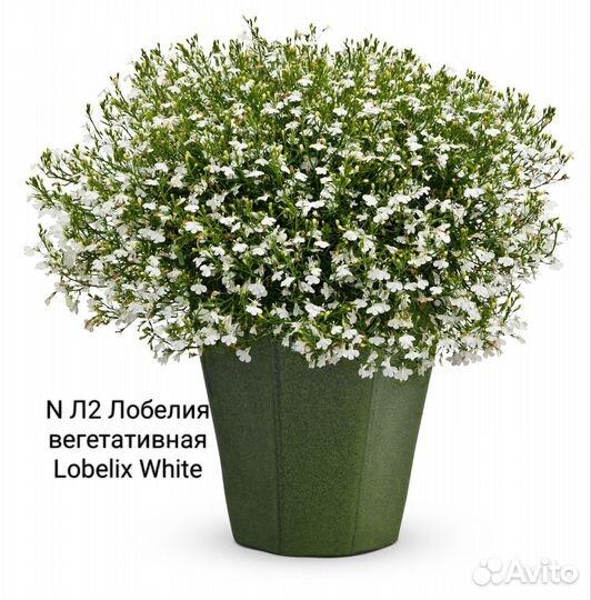 Лобелия вегетативная