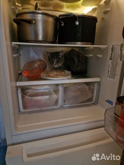 Котик бесплатно