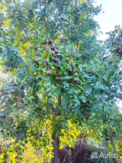 Унаби плоды