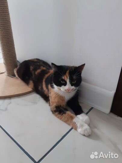 Кошка в дар