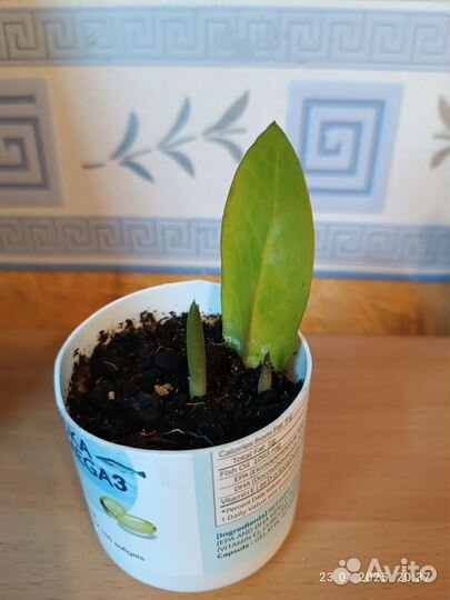 Замиокулькас