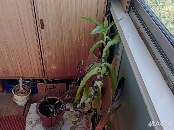 Растение золотой ус