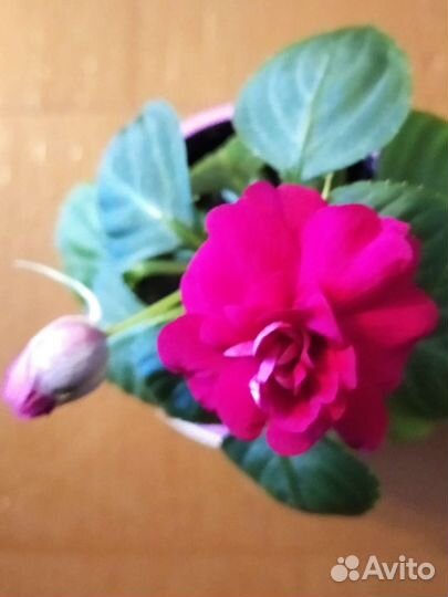 Бальзамины махровые