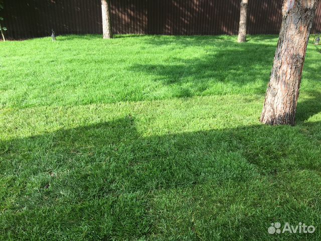 Рулонный газон элитный под ключ