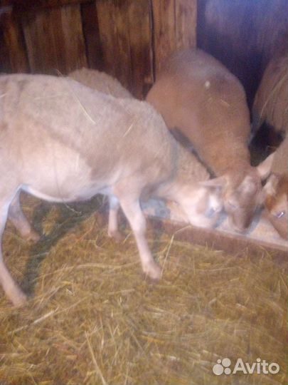 Катумский баранчик