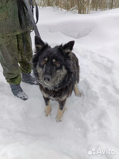 Ласковая собачка