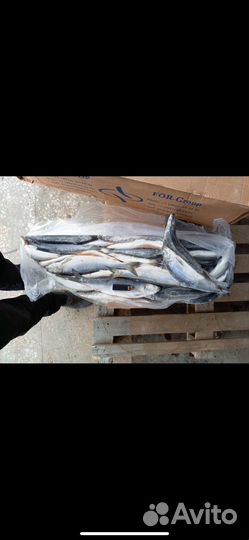 Свежемороженная сельдь