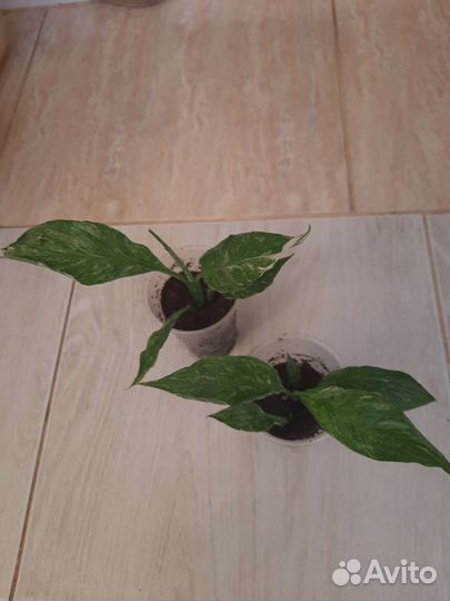 Спатифиллум Домино.Джемени.Манстера Альба