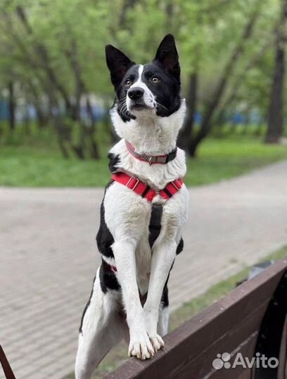 Маленькая собака в добрые руки из приюта