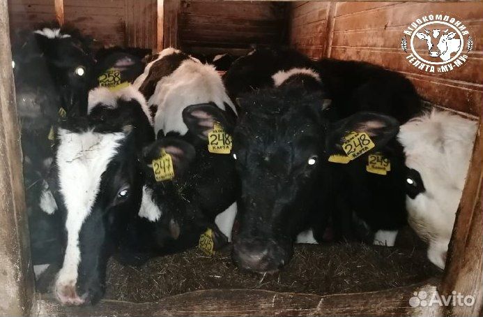 Телята бычки