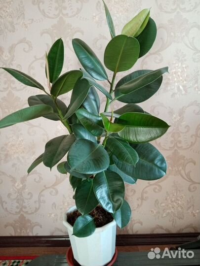 Комнатные домашние растения