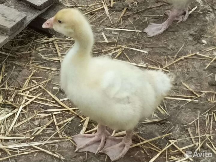 Гусята, утята, цыплята, крольчата