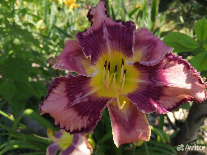 Лилейники и ирисы сортовые