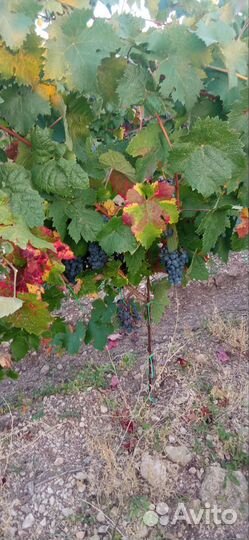 Виноград технический