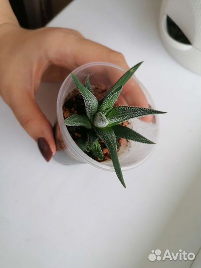 Хавортия суккулент