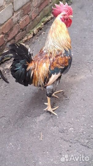Петушки