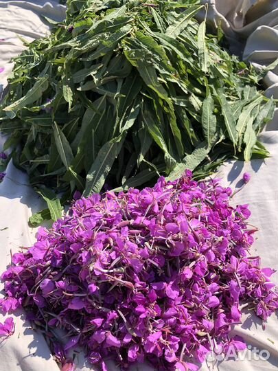 Иван чай ферментированный