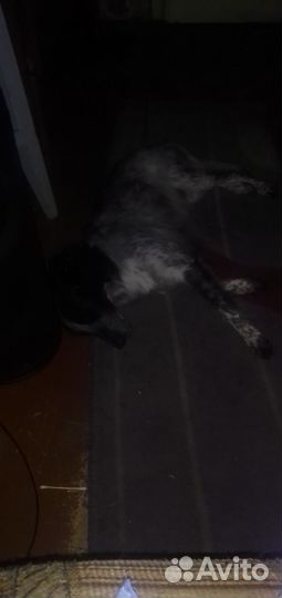 Отдам спаниеля