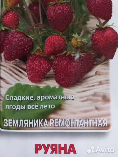 Рассада земляники/ клубники