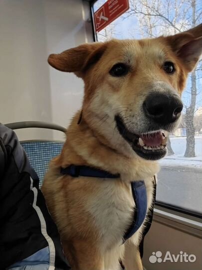 Собачки приюта Некрасовка ждут гостей