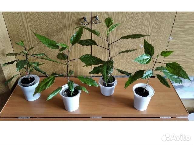 Гибискус, укоренённые черенки