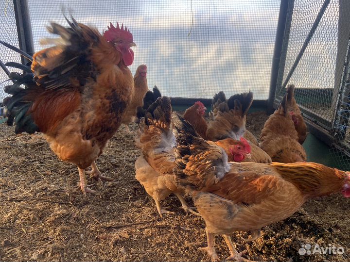 Инкубационное яйцо: кучинская юбилейная