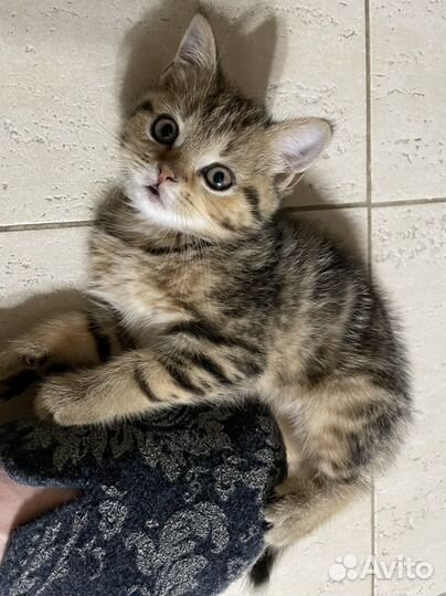 Котенок Британец 8 месяцев