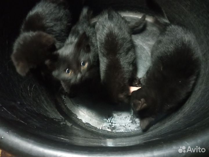 Котята в добрые руки